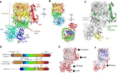 Teneurin Structures Are Composed of Ancient Bacterial Protein Domains